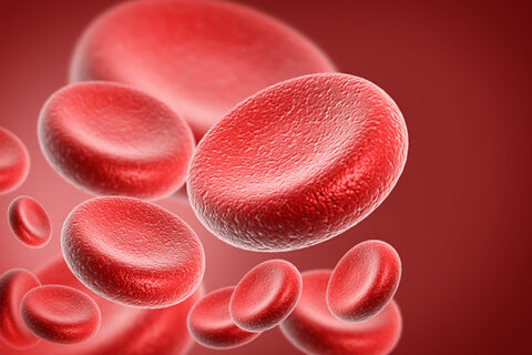 blood cells