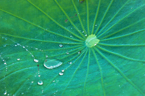 lotus leaf