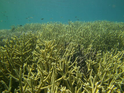 Coral Acropora