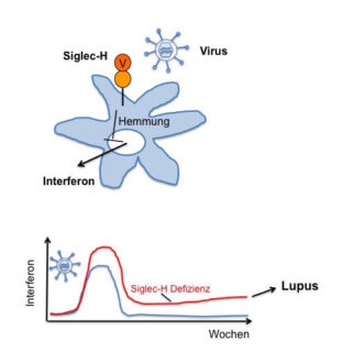 Zum Artikel "How viral infection could cause an autoimmune disease"