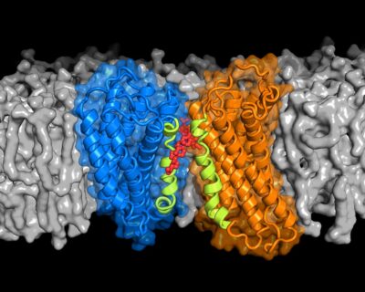 Zum Artikel "Cholesterol important for signal transmission in cells"