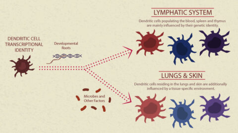 Dendritic cells